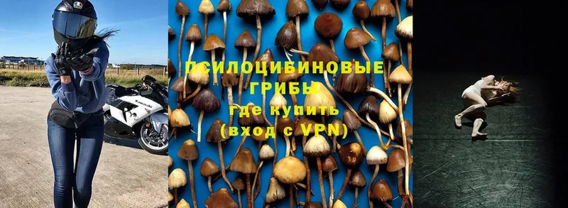 Галлюциногенные грибы Psilocybine cubensis Сафоново